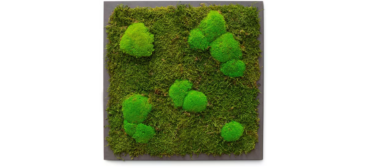 PREMIUM Moos-Bild 35x35 cm, 100% Islandmoos, schwarzer Rahmen