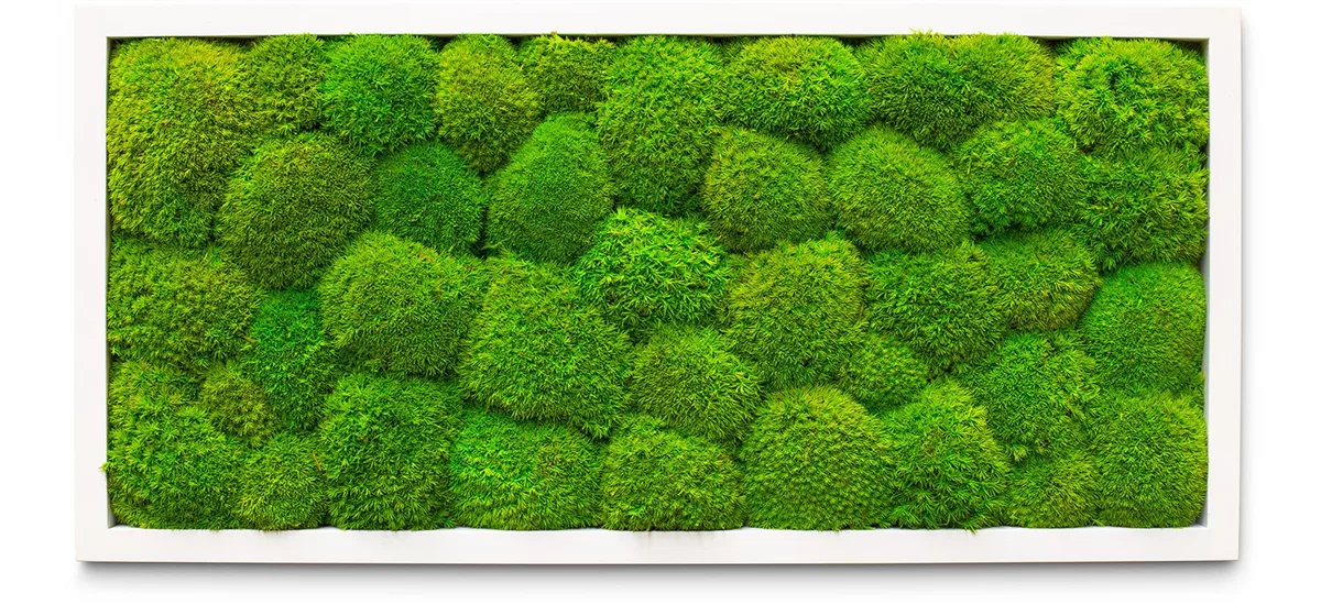 PREMIUM Moos-Bild 57x27 cm, 100% Ballenmoos, weißer Rahmen