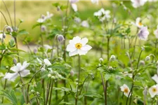 Herbst-Anemone 'Ruffled Swan'® 9 x 9 cm Topf 0,5 Liter 
