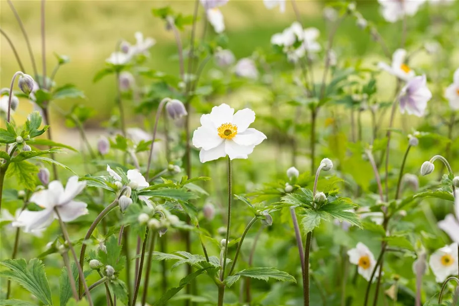 Herbst-Anemone 'Ruffled Swan'® 9 x 9 cm Topf 0,5 Liter 