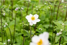 Herbst-Anemone 'Ruffled Swan'® 9 x 9 cm Topf 0,5 Liter 