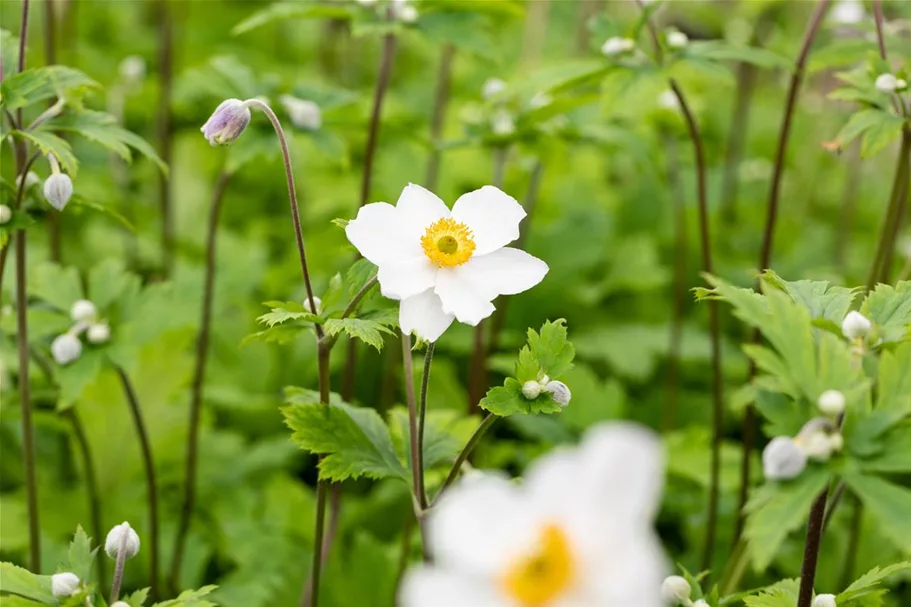 Herbst-Anemone 'Ruffled Swan'® 9 x 9 cm Topf 0,5 Liter 