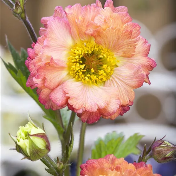 Nelkenwurz 'Cosmopolitan'®