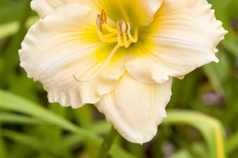 Taglilie 'Precious d'Oro' 1 Liter Topf