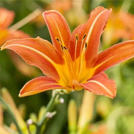 Taglilie 'Sammy Russell'
