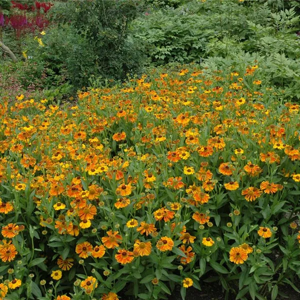 Sonnenbraut 'Waltraut'