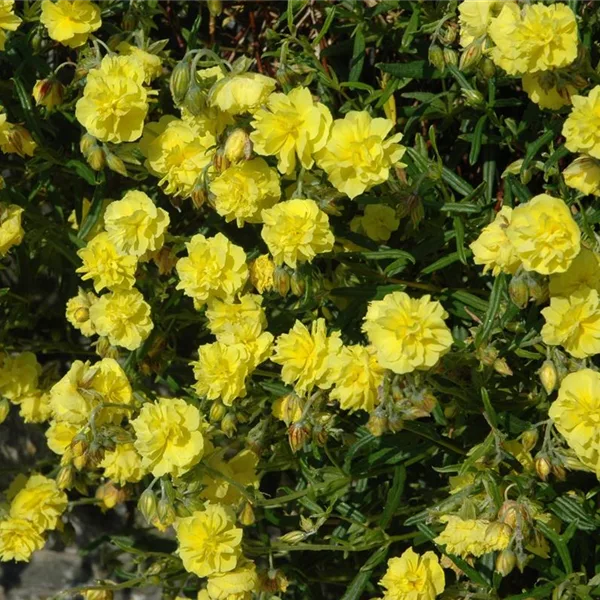 Sonnenröschen 'Gelbe Perle'
