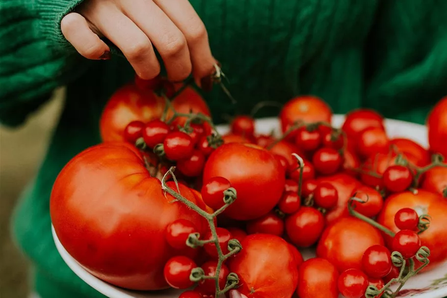 Westland Tomaten- und Gemüseerde 20 l torfreduzierte Bio-Erde für alle Wachstumsphasen