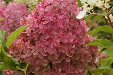 Hortensien Hortensien