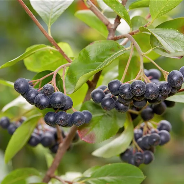 Schwarze Apfelbaumbeere 'Viking'