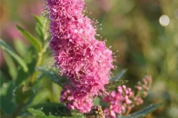 Blütensträucher Blütensträucher