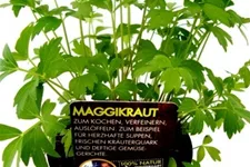 Bio Maggikraut Liebstöckel Kräutertopf 12 cm Maggikraut Liebstöckel