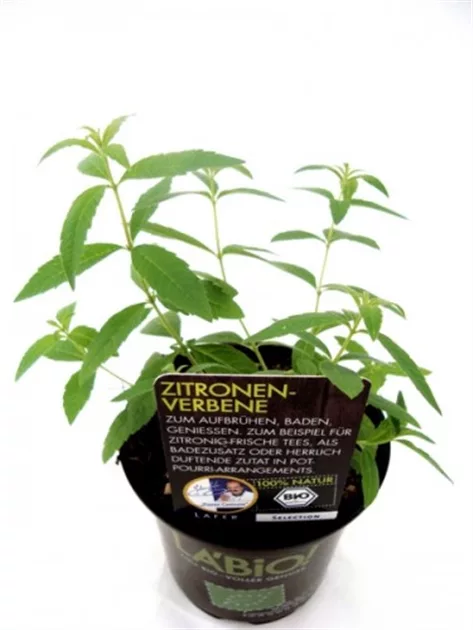 Bio Zitronenverbene online kaufen bei Olerum