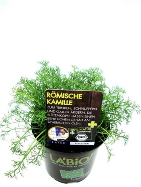 Bio Rmische Kamille online kaufen bei Olerum