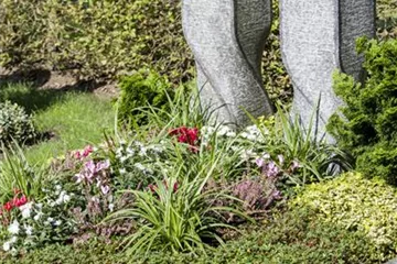 Pflanzen fürs Grab Pflanzen fürs Grab