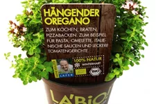 Bio Hängender Oregano Kräutertopf 12 cm Hängender Oregano