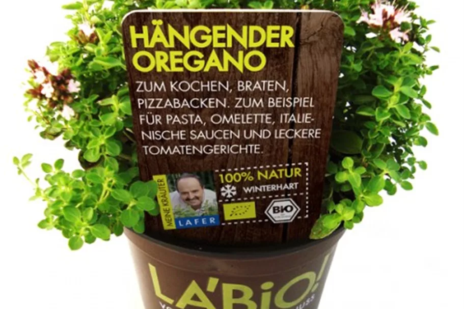 Bio Hängender Oregano Kräutertopf 12 cm Hängender Oregano