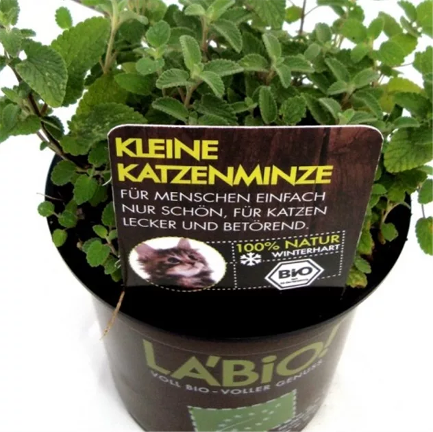 Bio Katzenminze