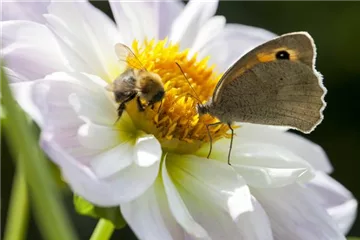 Natur pur im Garten - Ökologisches Gärtnern Natur pur im Garten - Ökologisches Gärtnern