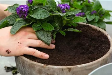 Vanilleblume - Einpflanzen in ein Gefäß Vanilleblume - Einpflanzen in ein Gefäß