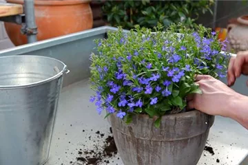 Hängende Lobelie - Männertreu einpflanzen in ein Gefäß Hängende Lobelie - Männertreu einpflanzen in ein Gefäß