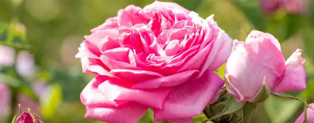 Rosa 'Panachée d´Orléans' im blühenden Rosengarten