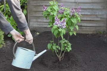 Flieder pflanzen - Syringa vulgaris Flieder pflanzen - Syringa vulgaris