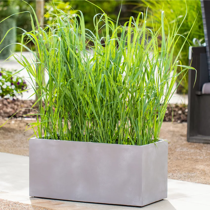 Gräser im Pflanzkübel