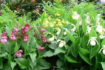 Winterharte Frauenschuh-Orchideen Winterharte Frauenschuh-Orchideen