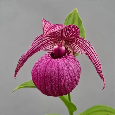 Gartenorchidee Frauenschuh Mops