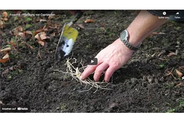 Frauenschuh Gartenorchideen - Rhizome pflanzen Frauenschuh Gartenorchideen - Rhizome pflanzen
