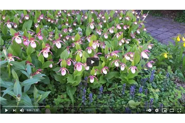 Winterharte Gartenorchideen Garten-Beispiel Winterharte Gartenorchideen Garten-Beispiel