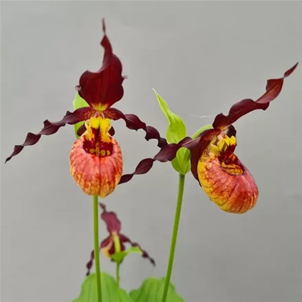 Gartenorchidee Frauenschuh 'Emil Burnish Gold'