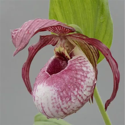 Gartenorchidee Frauenschuh 'Lucy Pinkepank'