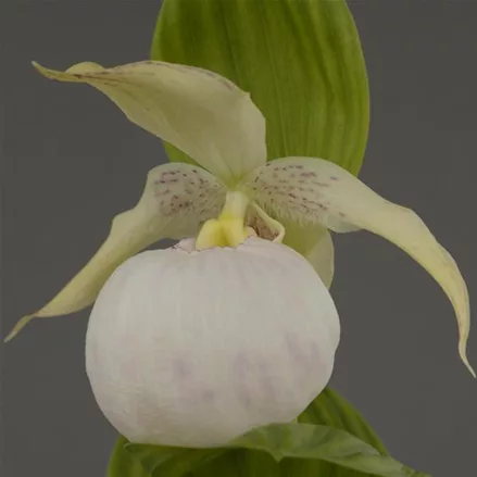 Gartenorchidee Frauenschuh 'Sabine Pastell'