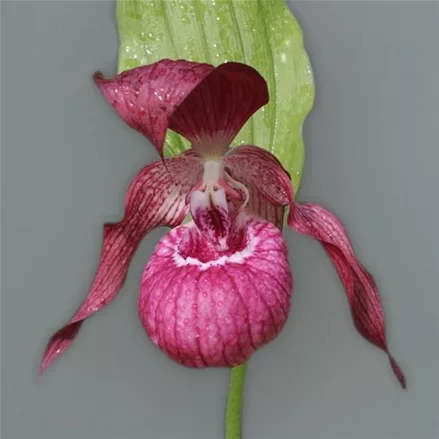 Gartenorchidee Frauenschuh 'Ventricosum'