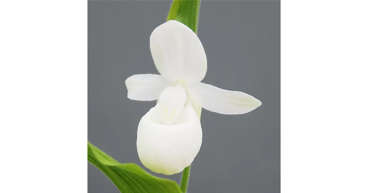 Gartenorchidee Weier Knigin Frauenschuh online kaufen bei Olerum