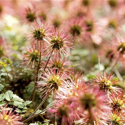 Graugrünes Stachelnüsschen