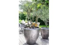 GRACE Pflanzgefäß 80/80 cm champagner