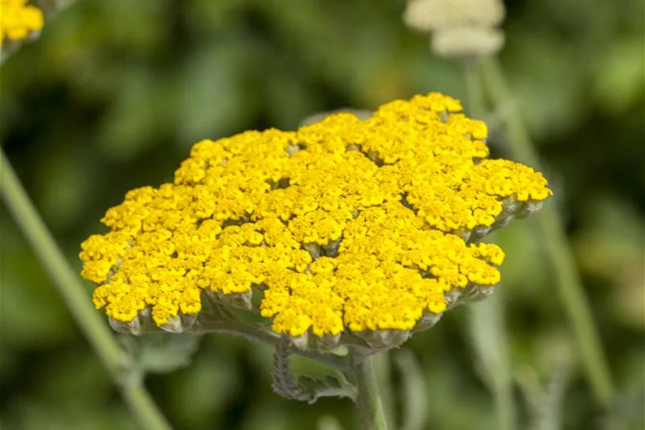 Achillea filipendulina 'Coronation Gold' 9x9 cm Staude