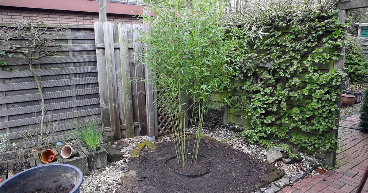 Bambus - in den Garten pflanzen
