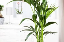 Kentiapalme Topfgröße 24 cm, Pflanzenhöhe 120 cm