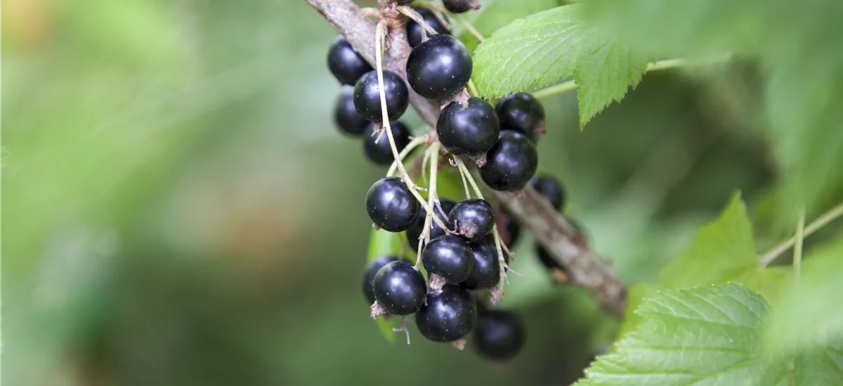 Schwarze Johannisbeere 'Ben Lomond' Busch, Topfgröße 3,5 Liter