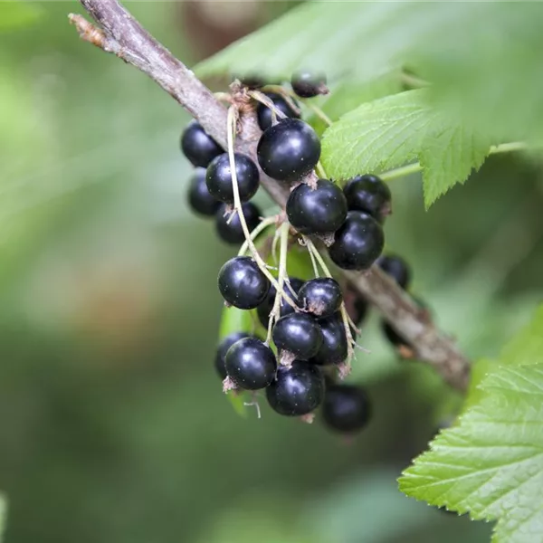 Schwarze Johannisbeere 'Ben Lomond'