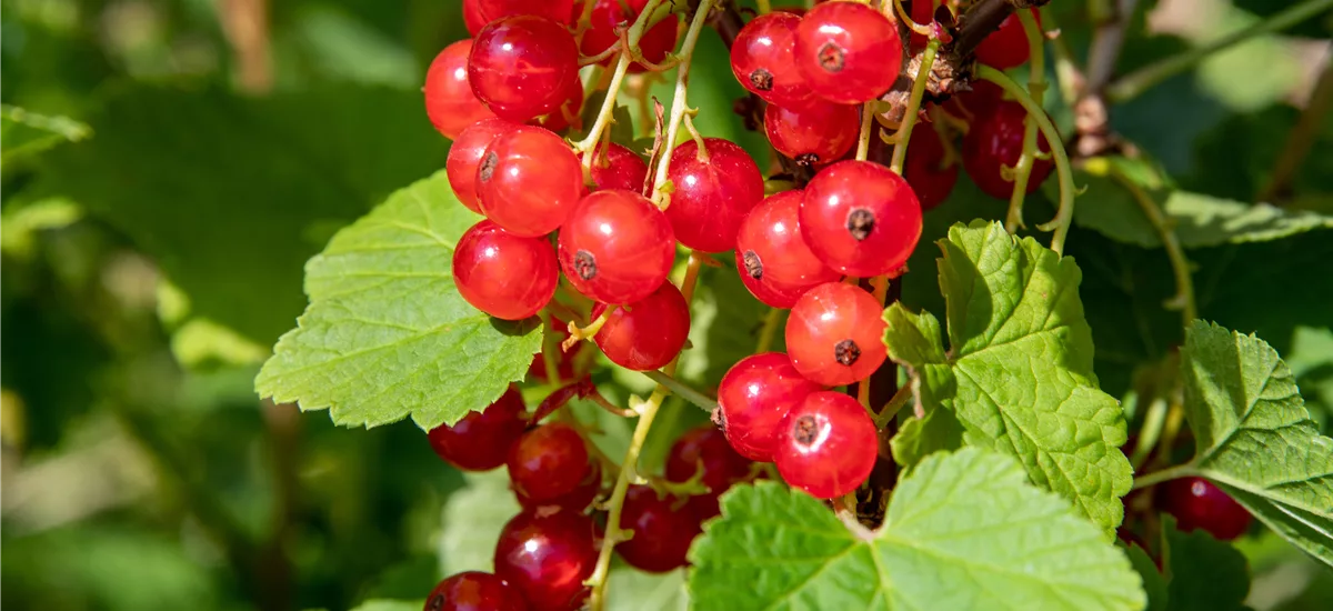 Johannisbeere 'Jonkheer van Tets' Fußstamm, Topfgröße 4 Liter