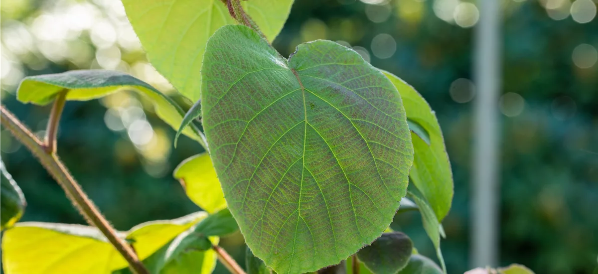 Kiwi 'Tomuri' Topfgröße 3,5 Liter, gestäbt, Höhe 60-100cm