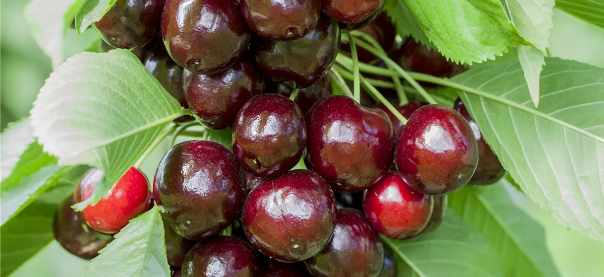 Süßkirsche 'Oktavia' Busch, Topfgröße 10 Liter, Unterlage Colt