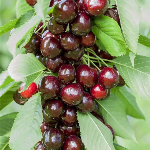 Süßkirsche 'Oktavia'