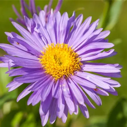 Alpen-Aster 'Dunkle Schöne'