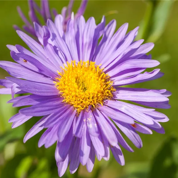 Alpen-Aster 'Dunkle Schöne'